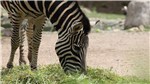 13 Zebra