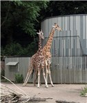 15 Giraffen