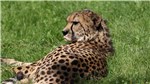 09 Gepard