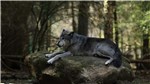 Wolf im WildtierPark Edersee